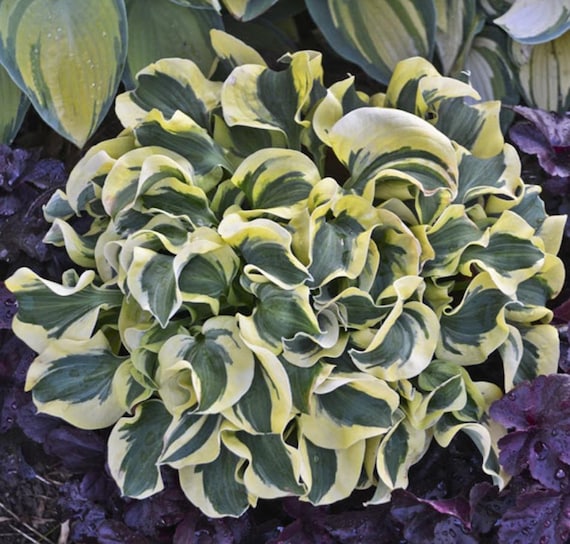 Hosta Dwarf Mini Skirt Live Starter Plant Trimmed For The Season
