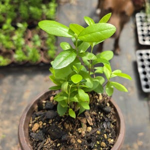 Pineapple Guava 4" Pot Acca sellowiana Live Starter Plant