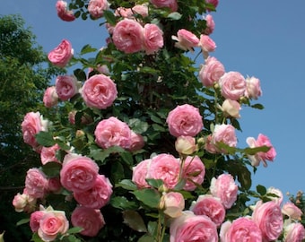 Climbing Rose Rosa Eden Climber Pierre 4" Pot Live Starter Plant Own Root Not Grafted