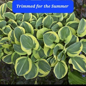 Miniature Hosta Mighty Mouse Starter Plant