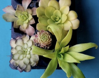 Pinguicula Mexican Butterwort Carnivorous Live Plants