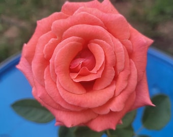 May include: A vibrant coral-pink rose in full bloom with layered, velvety petals. The flower is positioned below the text America, which is printed in white, sans-serif capital letters at the top of the frame.