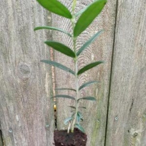 May include: A young olive tree sapling with a slender, upright stem and elongated, pointed green leaves. The base of the plant features a dense, dark brown root ball of soil, showing the root structure exposed and ready for planting in a container.