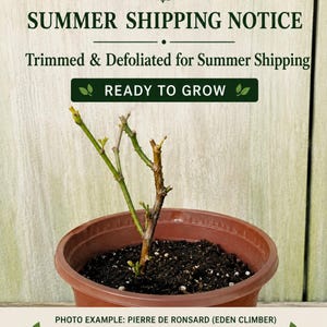 May include: A trimmed and defoliated rose plant in a brown plastic pot. Text reads: SUMMER SHIPPING NOTICE, Trimmed & Defoliated for Summer Shipping, READY TO GROW, PHOTO EXAMPLE: PIERRE DE RONSARD (EDEN CLIMBER), ROSES MAY SHIP AS 1 OR MORE CANES.