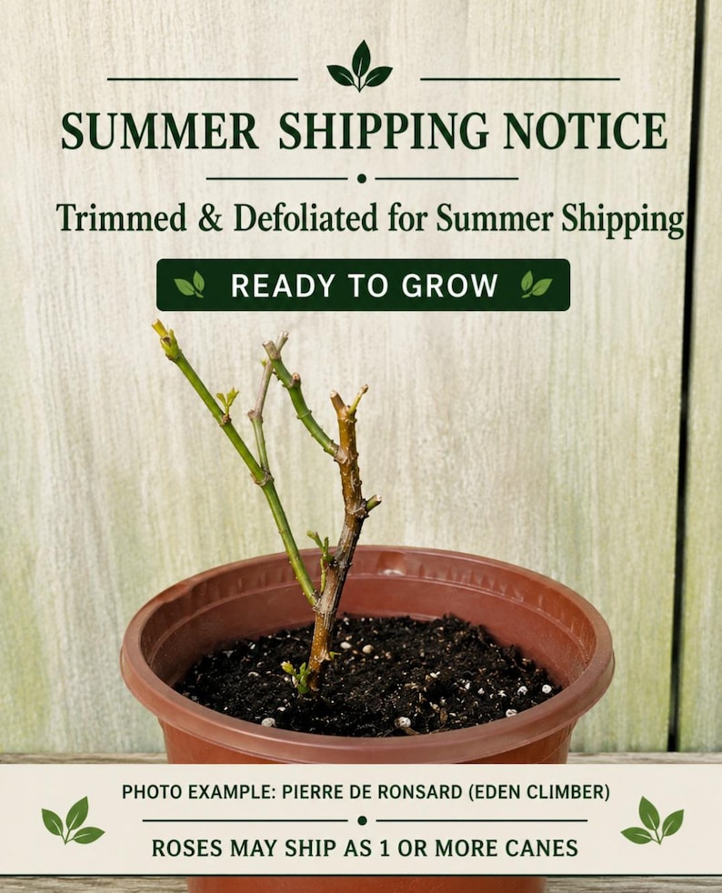 May include: A trimmed and defoliated rose plant in a brown plastic pot. Text reads: SUMMER SHIPPING NOTICE, Trimmed & Defoliated for Summer Shipping, READY TO GROW, PHOTO EXAMPLE: PIERRE DE RONSARD (EDEN CLIMBER), ROSES MAY SHIP AS 1 OR MORE CANES.