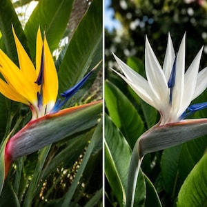 Strelitzia Variegated - Etsy