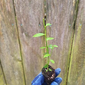 Blueberry Pink Lemonade Vaccinium Live Starter Plant