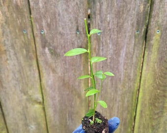 Custom Order 1 Each Ginger officinale/Blueberry/Coffee/2 Figs Posted 6/8