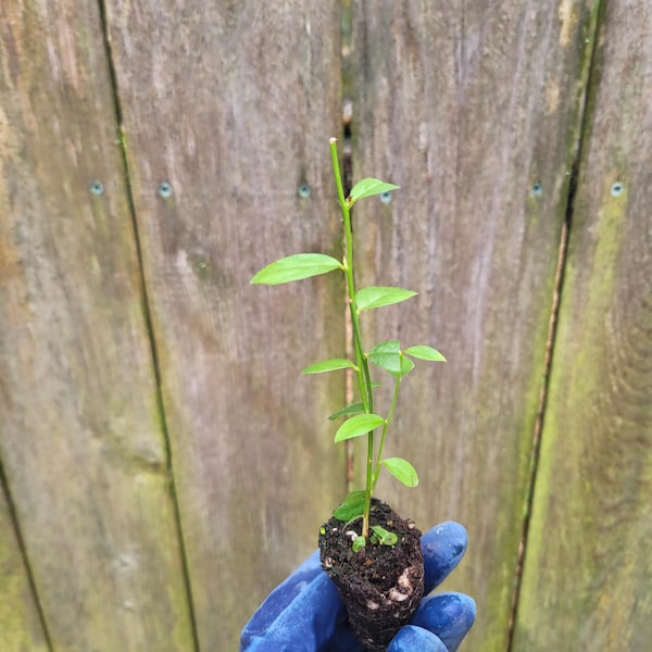 Blueberry Pink Lemonade Vaccinium Live Starter Plant