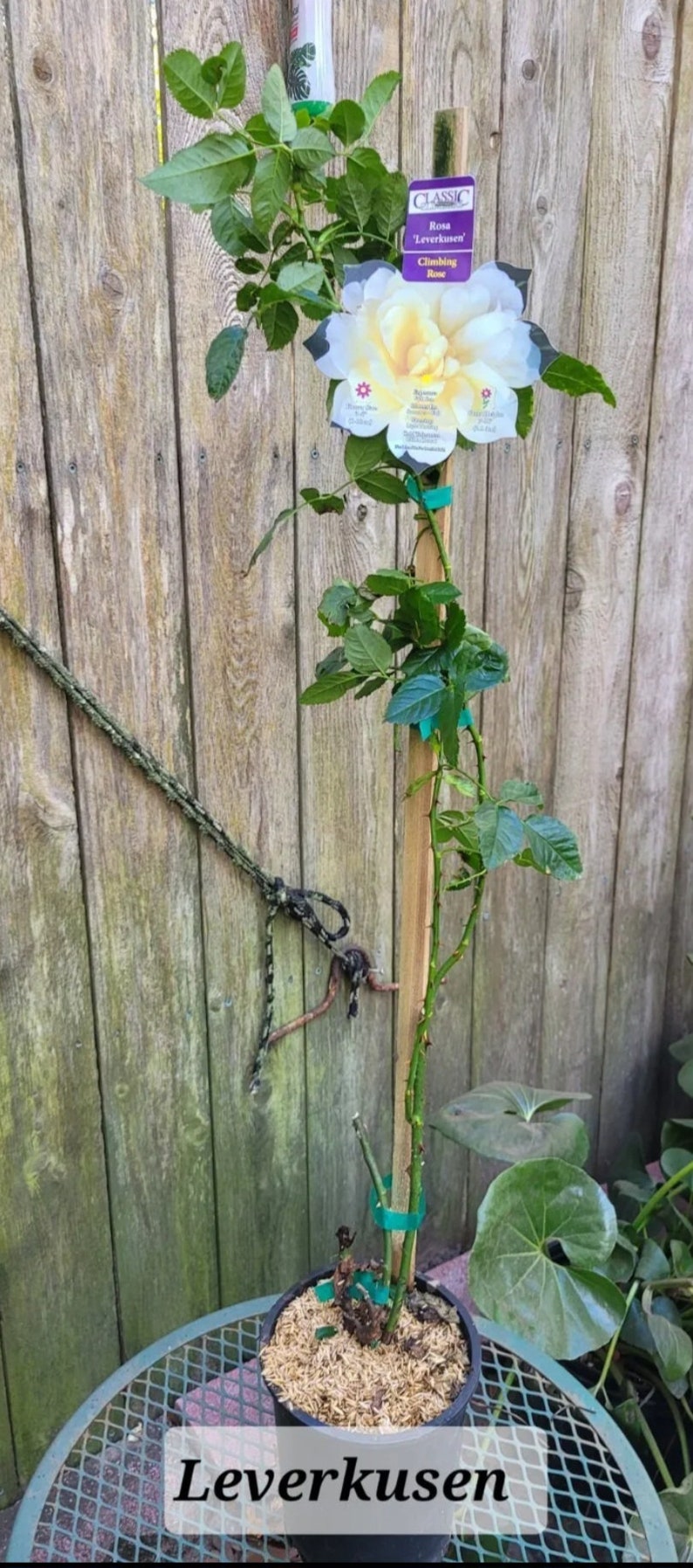 Climbing Rose Leverkusen One Gallon Live Plant Grown From Own Root Etsy
