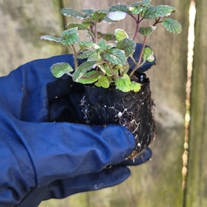May include: A small potted plant with green and white variegated leaves and reddish stems. The plant is held in a black pot by a gloved hand, against a blurred wooden fence background. The plant appears healthy and vibrant.