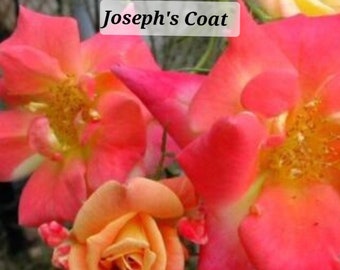 Climbing Rose Joseph's Coat One Gallon Live Plant Grown From Own Root SMALL And LIGHTLY ROOTED