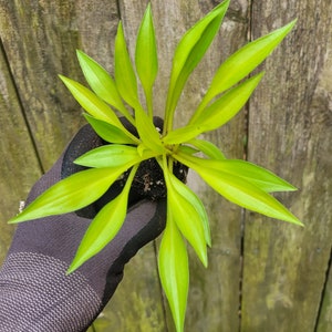 Miniature Hosta Munchkin Fire Starter Plant