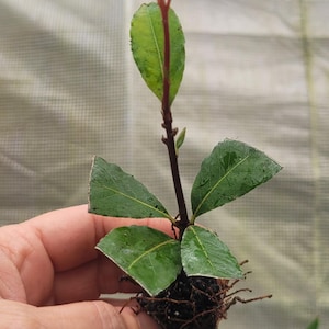 Laurus nobilis Bay Leaf Tree Sweet Bay Laurel Starter Plant