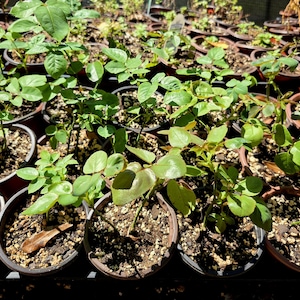 May include: A collection of small rose plants in individual brown plastic pots filled with soil and perlite. Each plant features multiple green leaves and stems, arranged in rows on a flat surface, showing young growth in a nursery setting.