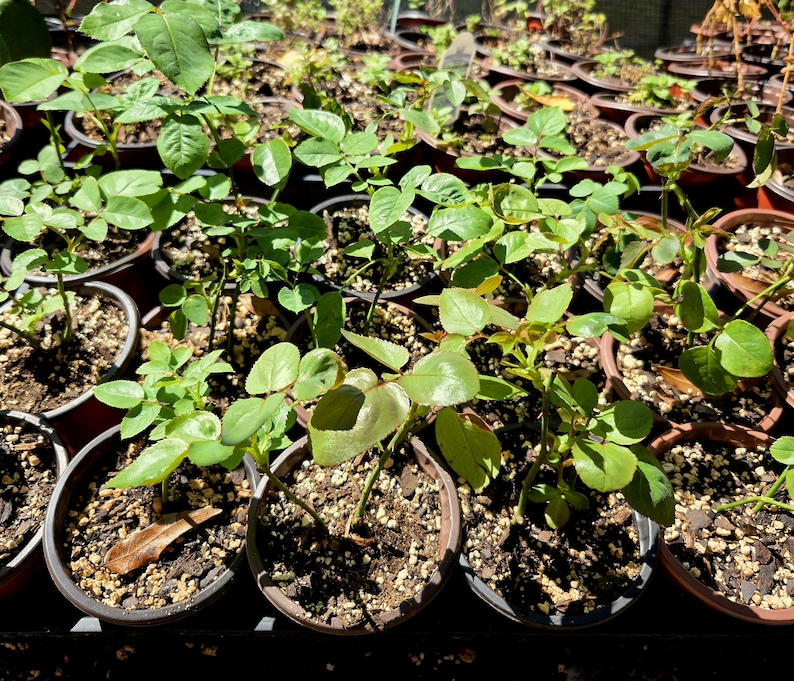 May include: A collection of small rose plants in individual brown plastic pots filled with soil and perlite. Each plant features multiple green leaves and stems, arranged in rows on a flat surface, showing young growth in a nursery setting.