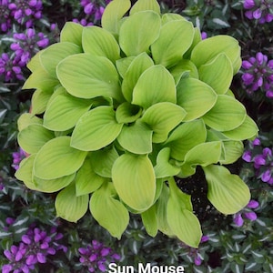 Mini Hosta Sun Mouse Starter Plant