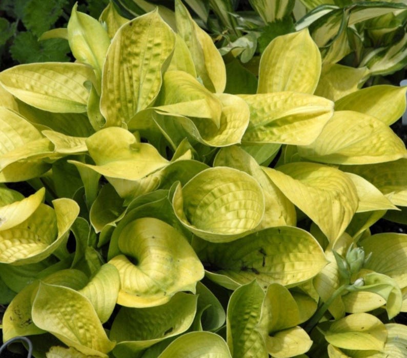 Hosta Dwarf Maui Buttercups Live Starter Plant - Thumbnail 2