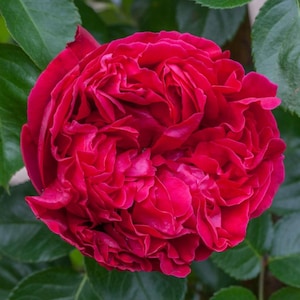 May include: A vibrant, deep red rose in full bloom, featuring numerous densely packed, ruffled petals that create a complex, layered texture. The flower is surrounded by several dark green, serrated leaves that frame the central blossom.