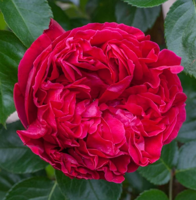 May include: A vibrant, deep red rose in full bloom, featuring numerous densely packed, ruffled petals that create a complex, layered texture. The flower is surrounded by several dark green, serrated leaves that frame the central blossom.
