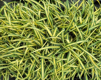 Yucca filamentosa Color Guard Variegated Live Starter Plant
