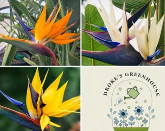 Bird of Paradise 3 Pack Orange White and Mandela’s Gold Strelitzia reginae nicolai Live Starter Plants