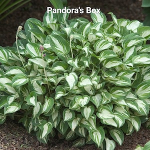 Miniature Hosta Pandoras Box Starter Plant