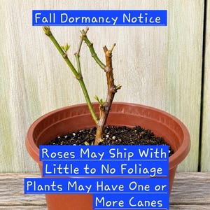 May include: A rose plant in a brown plastic pot with text overlay reading Fall Dormancy Notice, Roses May Ship With Little to No Foliage, and Plants May Have One or More Canes. The plant has a woody stem with small green buds.