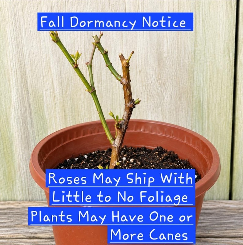 May include: A rose plant in a brown plastic pot with text overlay reading Fall Dormancy Notice, Roses May Ship With Little to No Foliage, and Plants May Have One or More Canes. The plant has a woody stem with small green buds.