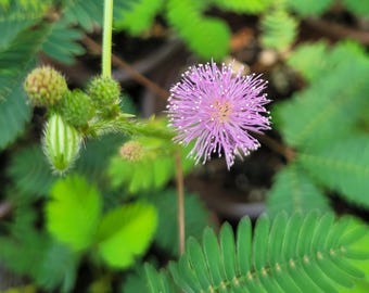 Mimosa pudica Sensitive Plant - Live Plant 4" Pot