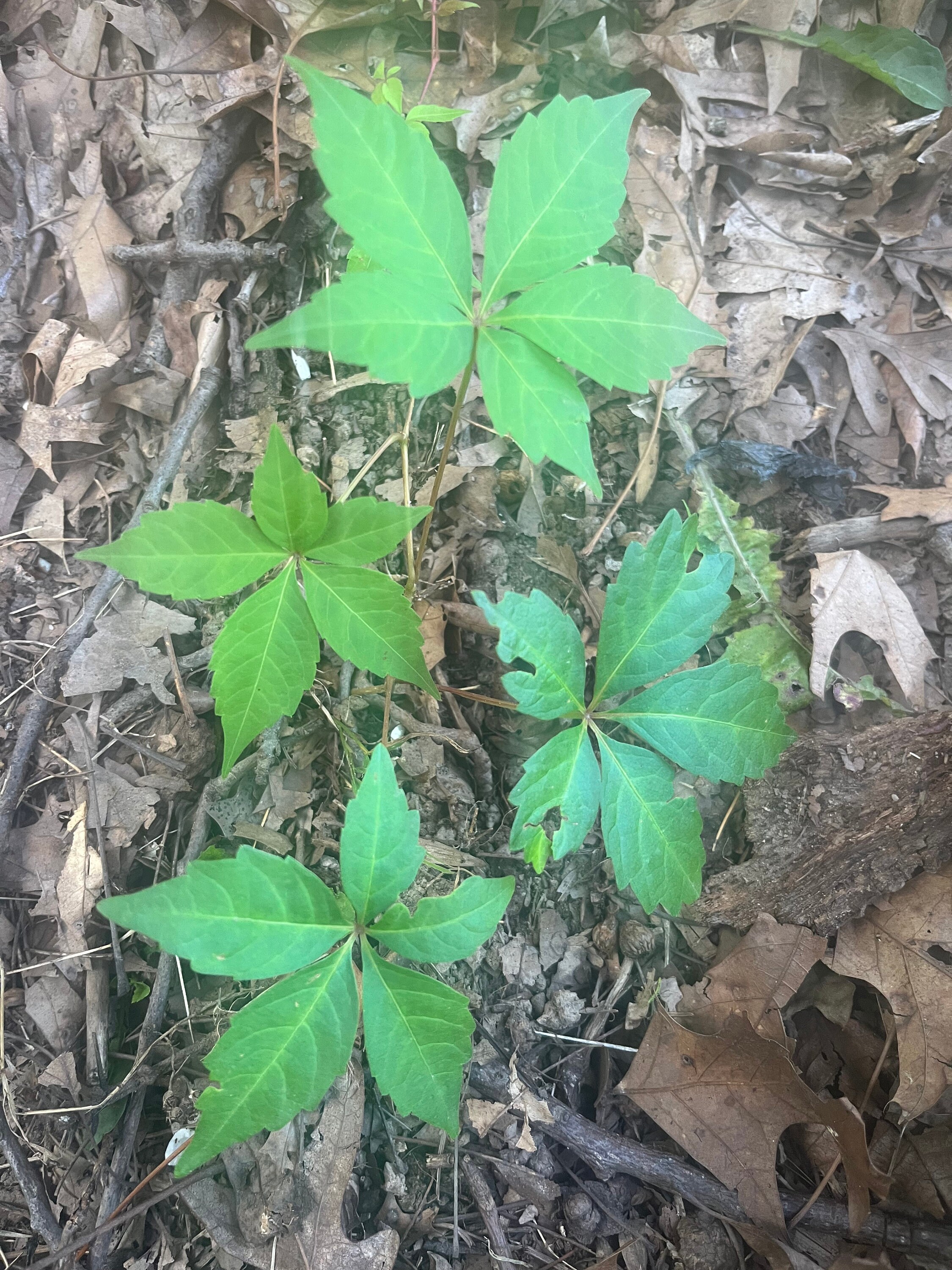 Live Virginia Creeper Plant and Vine Great Ground Cover Etsy