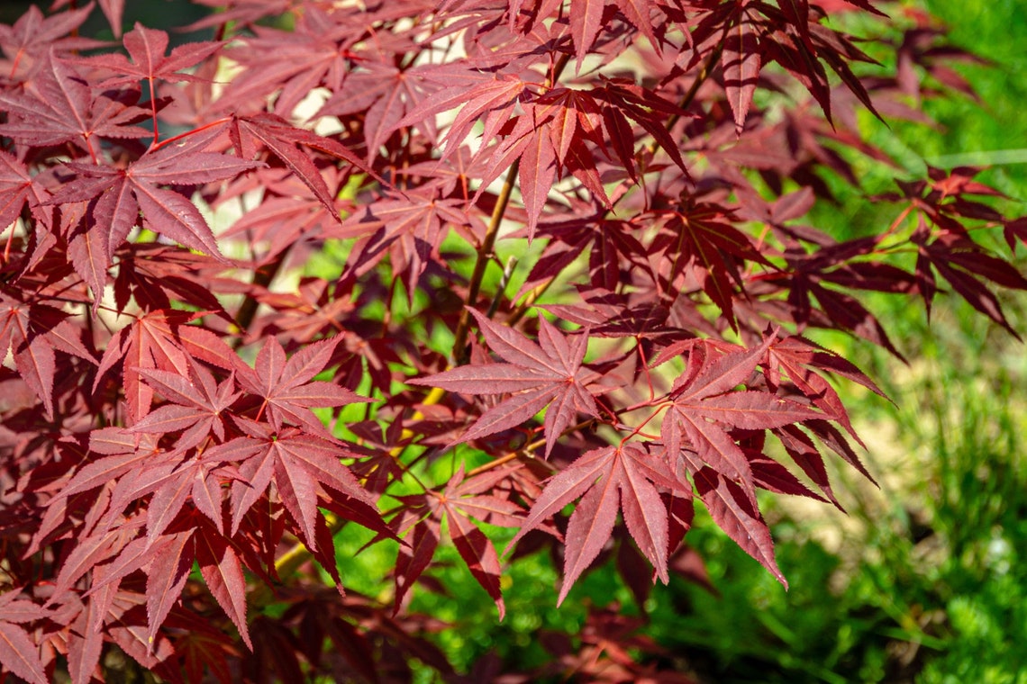 Japanese Maple Tree 10 SEEDS and 5 CUTTINGS Scions for Planting