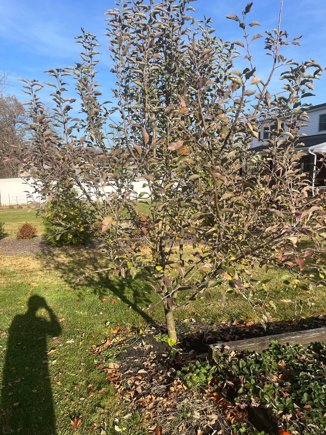Cox Orange Pippen Apple Tree Cuttings Scions for Rooting Grafting Etsy