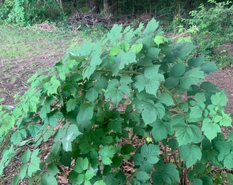 organic Japanese red wine raspberries plants easy fast growing edible landscape fruit