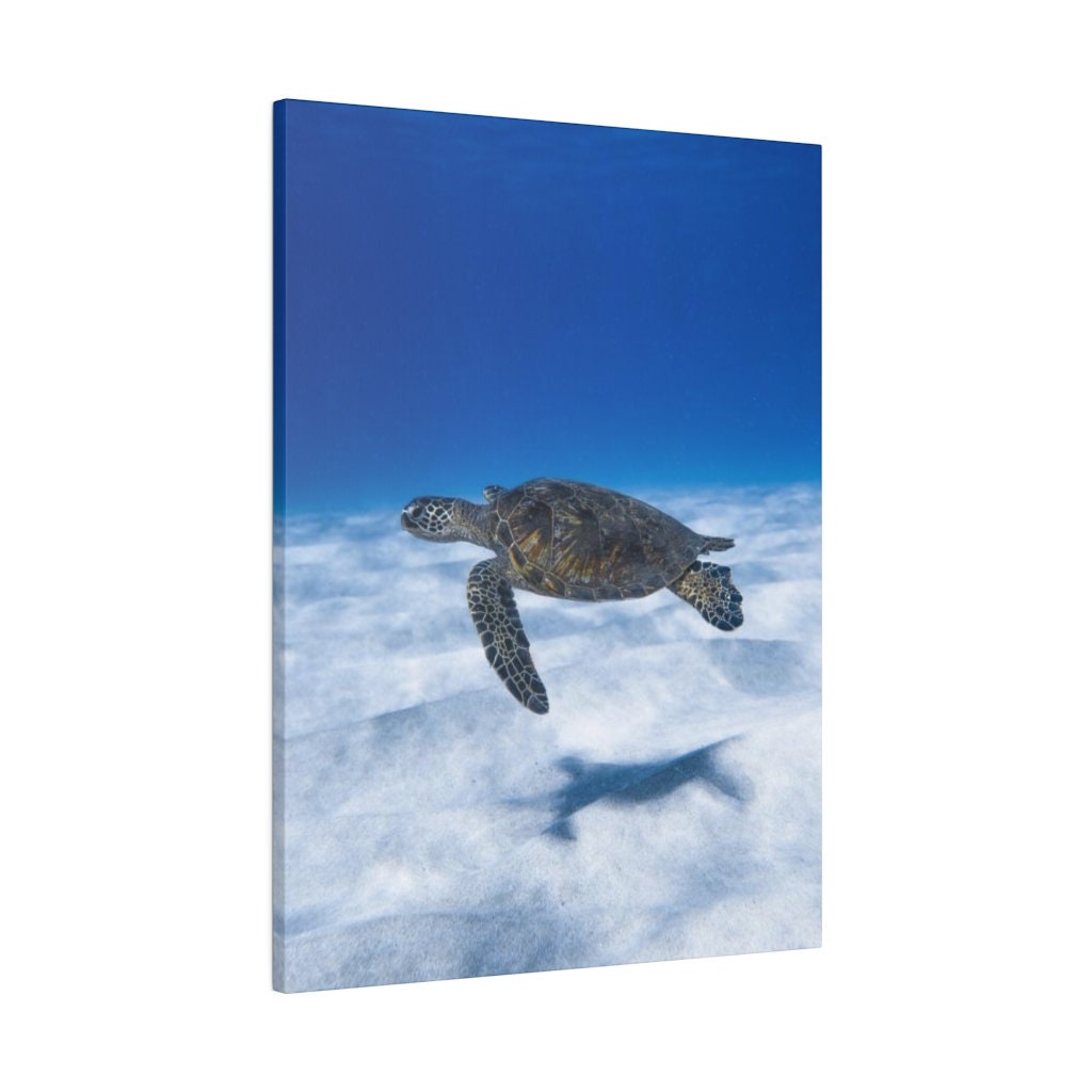 Turtle Underwater Wall Art Turtle Under the Sea Room Décor Ocean