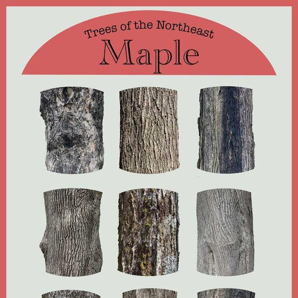 Trees of the Northeast Maple Bark Poster 18"x24": 9 unique maple tree bark photographs, many varieties, educational wall art