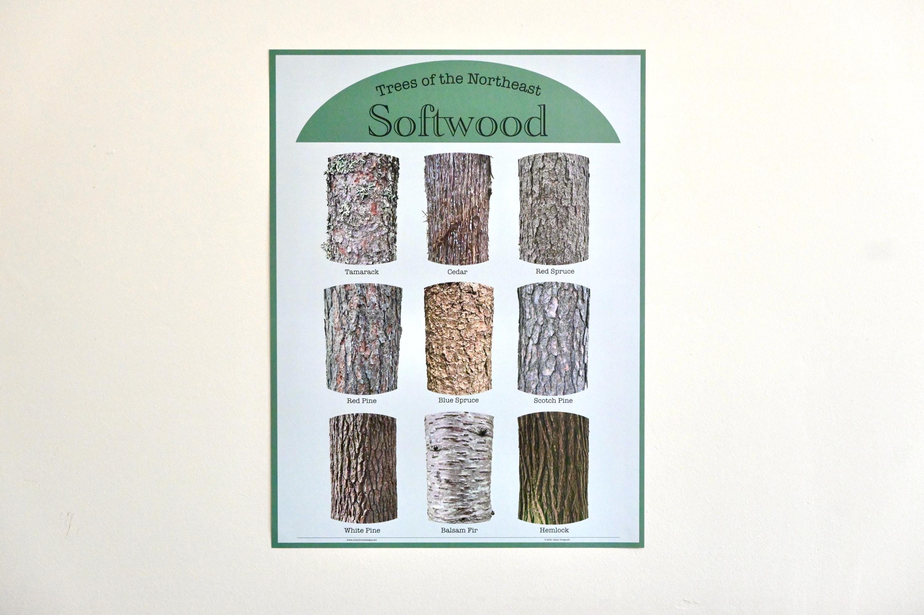 Northeast Softwood Tree Bark Identification Poster (18