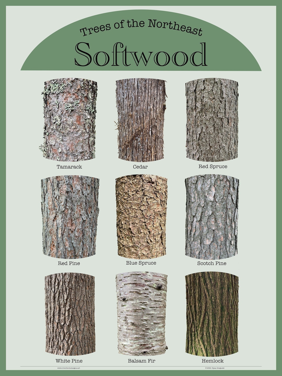 trees-of-the-northeast-softwood-bark-poster-18x24-9-unique-softwood