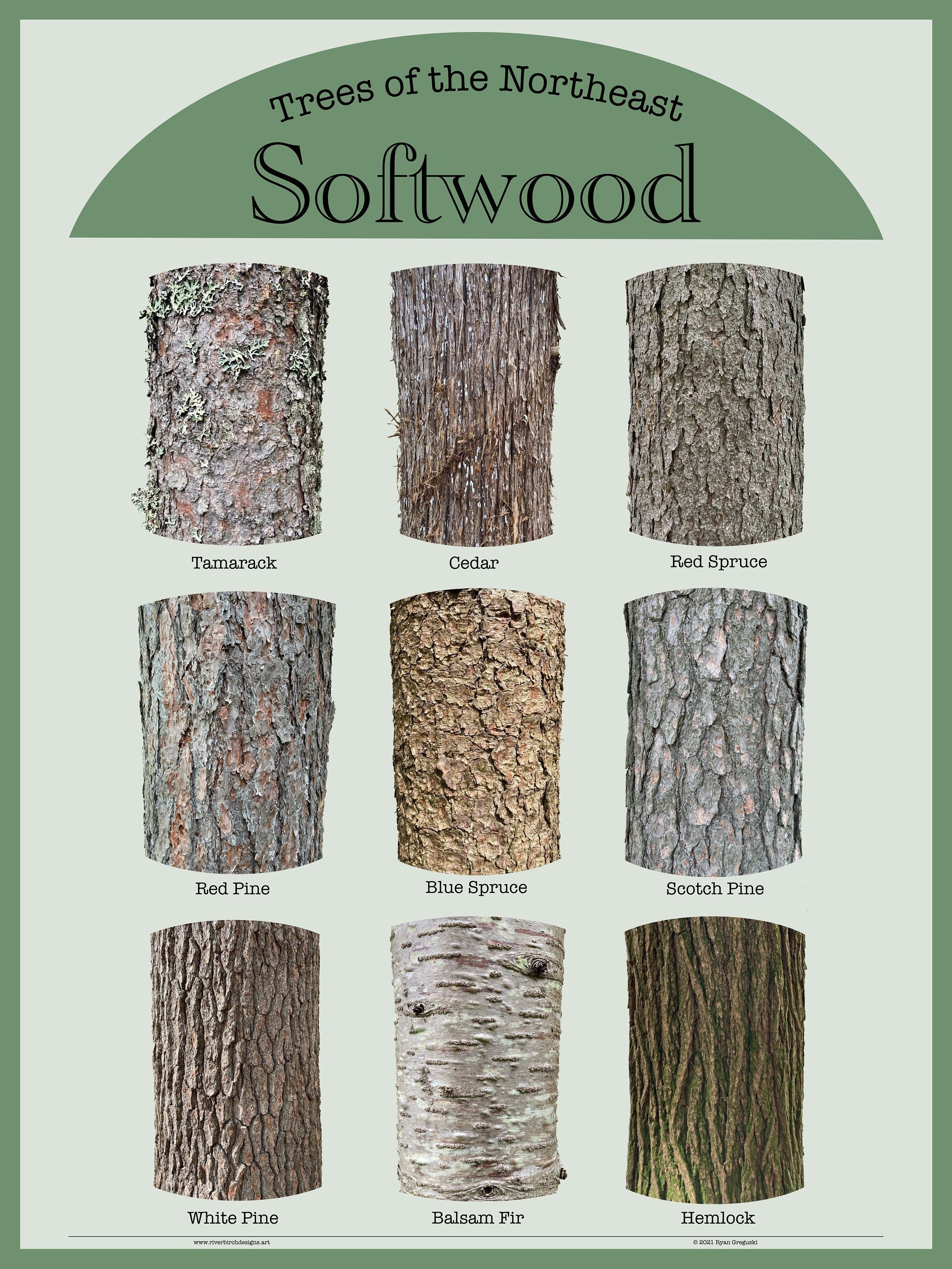 Trees of the Northeast Softwood Bark Poster 18x24 9 Unique Softwood
