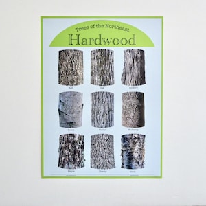 Northeast Hardwood Tree Bark Identification Poster (18"x24")