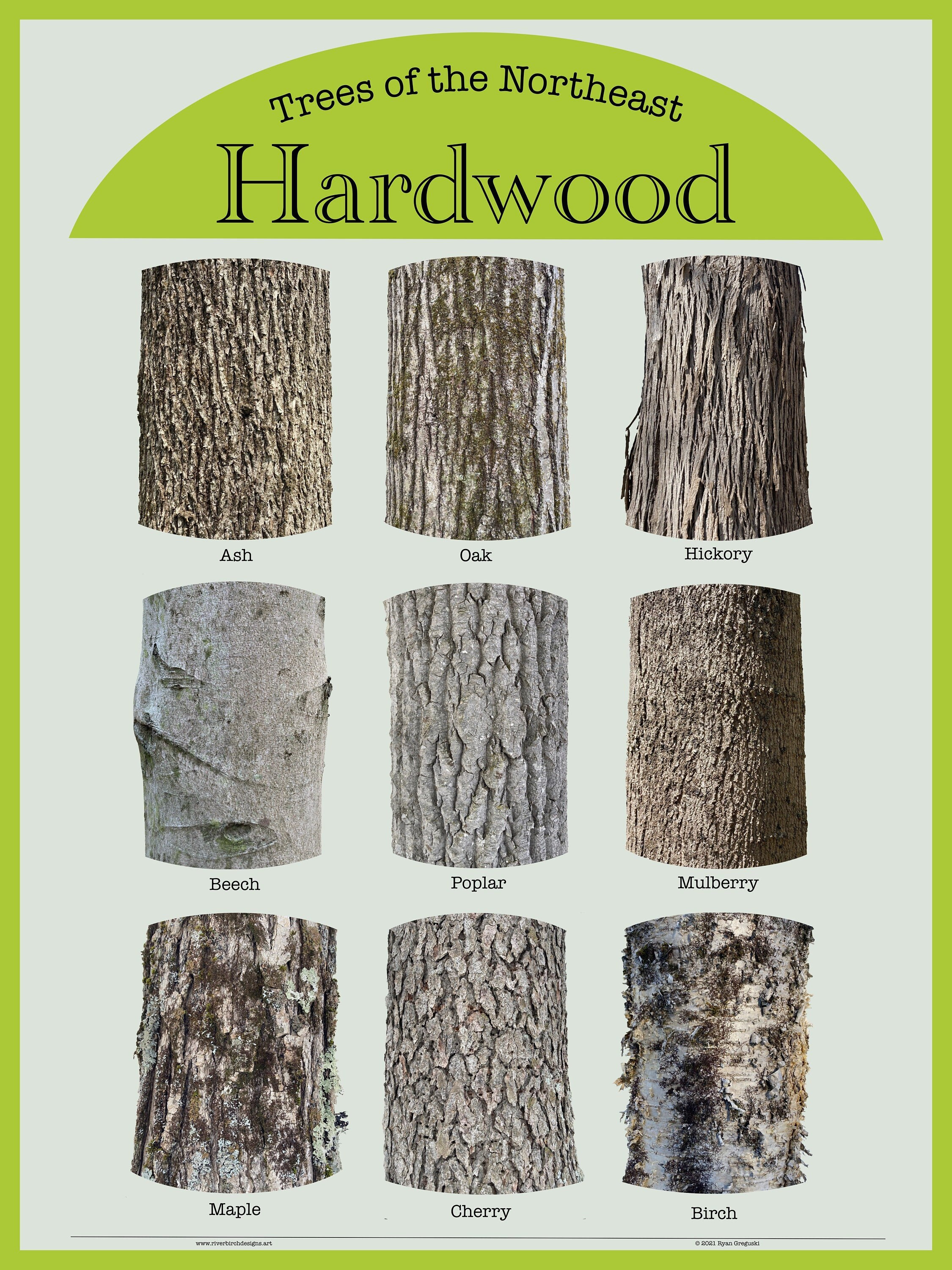 Trees of the Northeast Hardwood Bark Poster 18x24: 9 Unique Hardwood Tree  Bark Photographs, 9 Unique Species, Educational Wall Art 