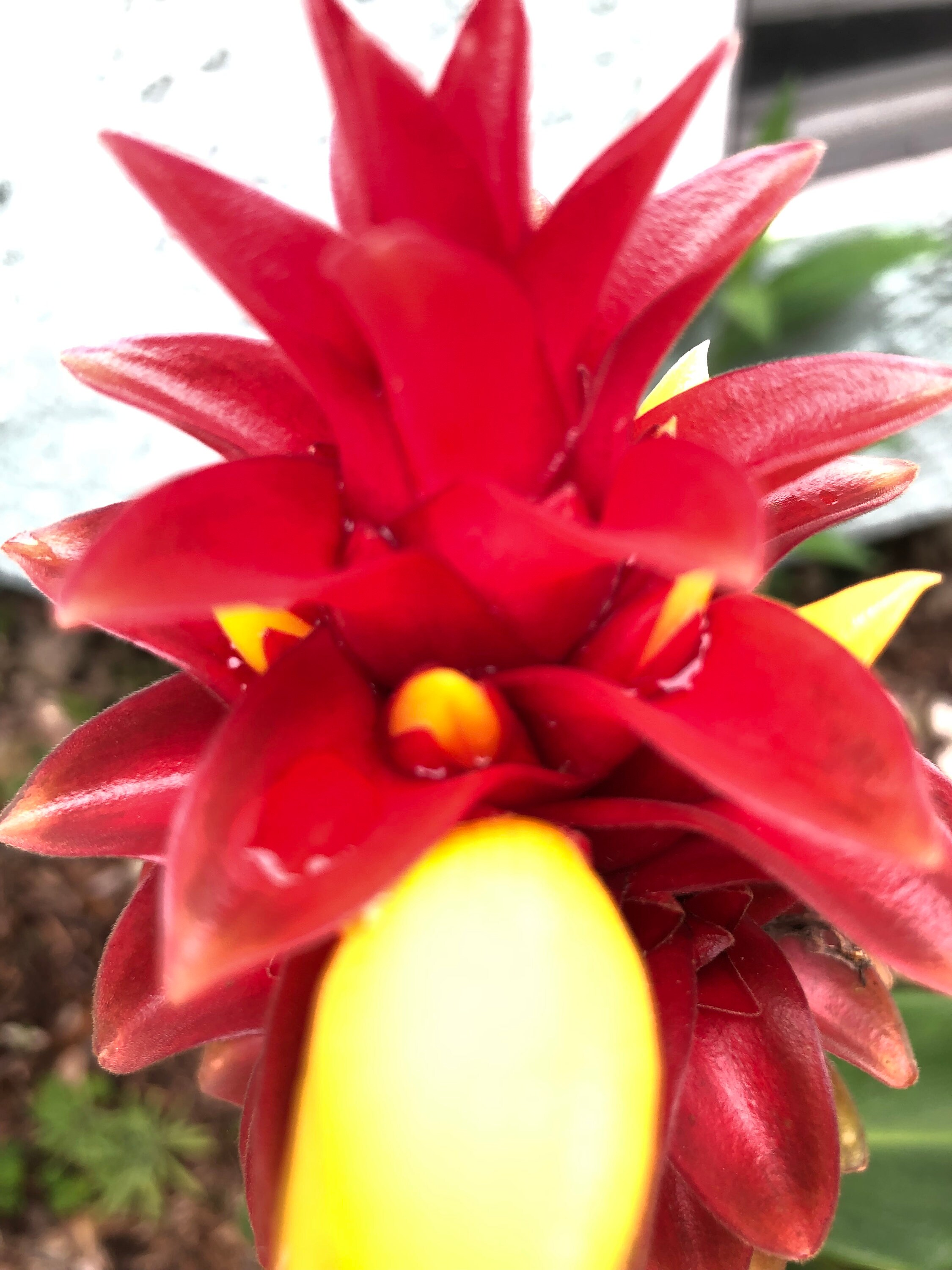 Wax Ginger Plants Bulb. Also Called Pineapple Ginger - Etsy