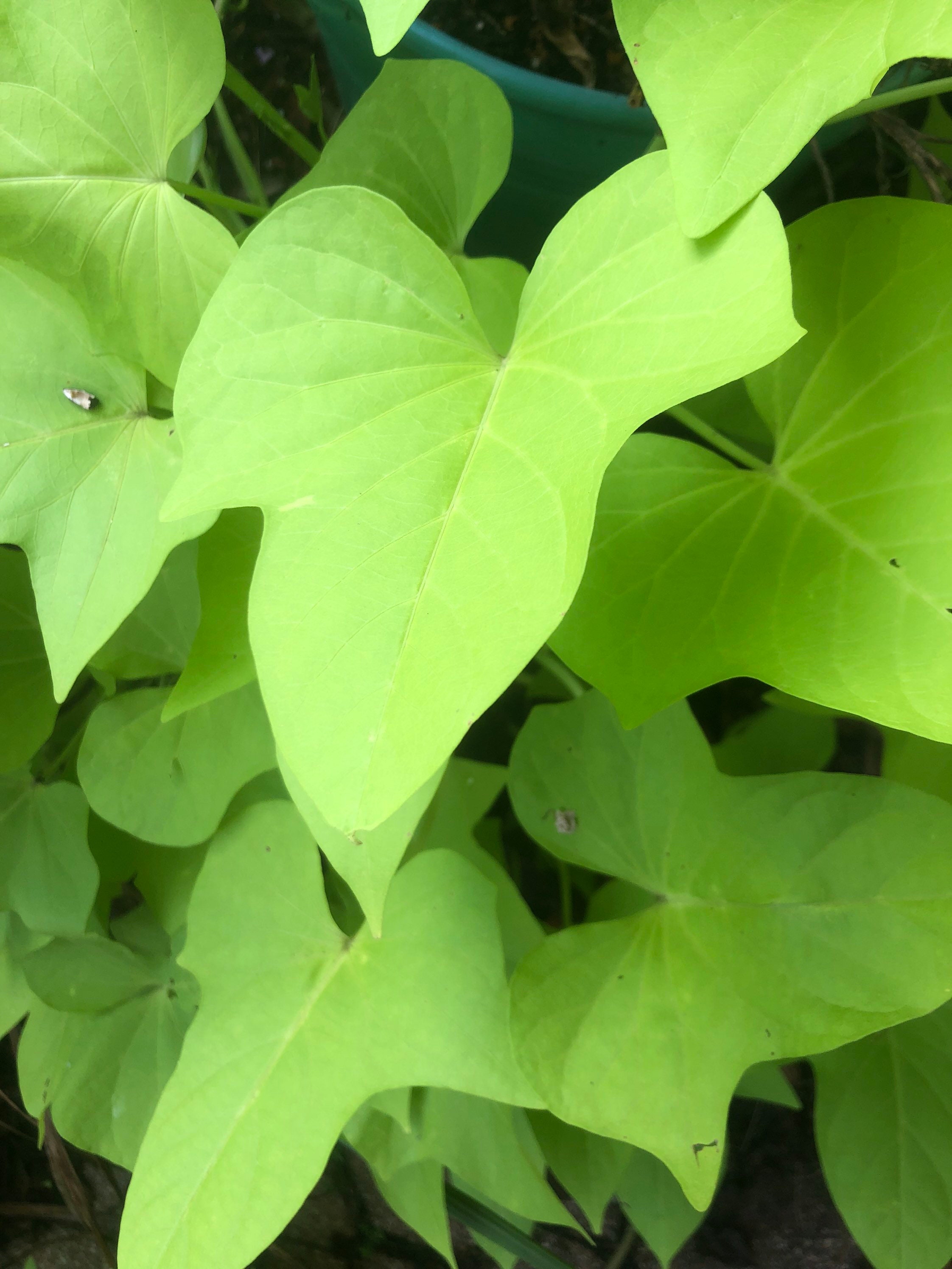 Sweet Potato Vine Plant 1 Starter Etsy