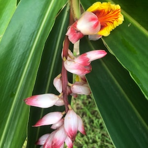 May include: A close-up of a tropical flower with a cluster of pink and white buds and a vibrant yellow and red blossom. The flower is set against a backdrop of large, green leaves.