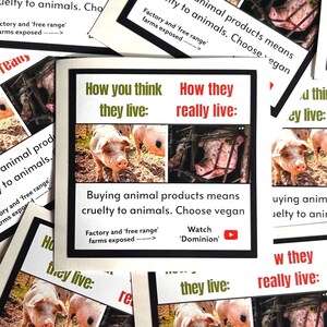 Adesivos de ativismo vegano - porcos - à prova d'água: como você acha que eles vivem versus como eles realmente vivem