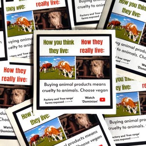 Adesivos de ativismo vegano - vacas - à prova d'água: como você acha que eles vivem versus como eles realmente vivem