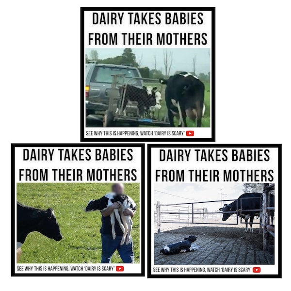 Dairy takes babies from their mothers vegan activism stickers- MIXED DESIGN PACK