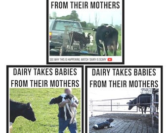 Dairy takes babies from their mothers vegan activism stickers- MIXED DESIGN PACK