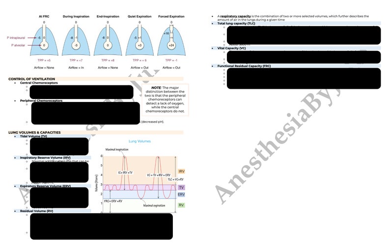 Anesthesia Airway Anatomy & Physiology Review BOARDS REVIEW Etsy