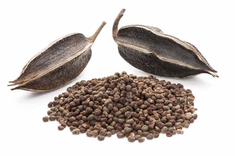Musk Ambrette Whole Dried Ambrette Seeds Abelmoschus Moschatus musk-ambrette-whole-dried-ambrette-seeds-abelmoschus-moschatus